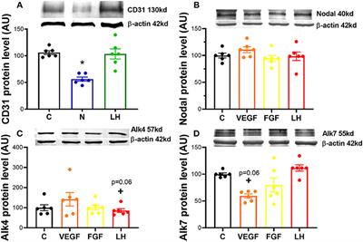 The Interaction Between Nodal, Hypoxia-Inducible Factor 1 Alpha, and Thrombospondin 1 Promotes Luteolysis in Equine Corpus Luteum